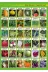 Getar Seeds TYCOAR28UN170204584729728 Havuç Tohumu Nantes Havuç Cinsi 2