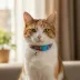 Kedi Boyun Tasması Puzzle Desenli Standart 1