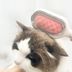 Kedi Köpek Tüy Toplama Tarağı 4
