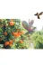 KOVMATİK DFHG3 Kuş Engelleyici Hologram Kartal 30X30Cm 2