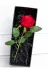lenostra Set-Hediyelik8 Sevgiliye Hediye Romantik Kırmızı Gül Ve Gezegen Temalı Çelik Kolye Sevgili Ozel Kiz Arkadasa 2