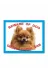 Makri kopekpomeraniankahve Pomeranian Dikkat Köpek Var Beware Of Dog Açık Kahverengi 1