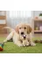 MEKs TTT-24242453079 Evcil Hayvan Sesli Köpek Şeklinde Plastik Oyuncak 2