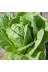 Mitofarm Tohumculuk 121164 Mitofarm Marul - Yedikule 5 Gr Ortalama *4000 Adet 1