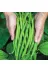 MTFRM14538131 Mitofarm Fasulye Tohumu 3