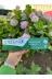 ORECARE TYC00262589895 Tiens Diş Macunu 135 Ml 4 Adet 2