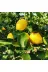 Venilia TYBAMFWG6O1EVHFY01 50 Adet Cep Ve Çanta Boy Limon Kolonyası 30 Ml 3